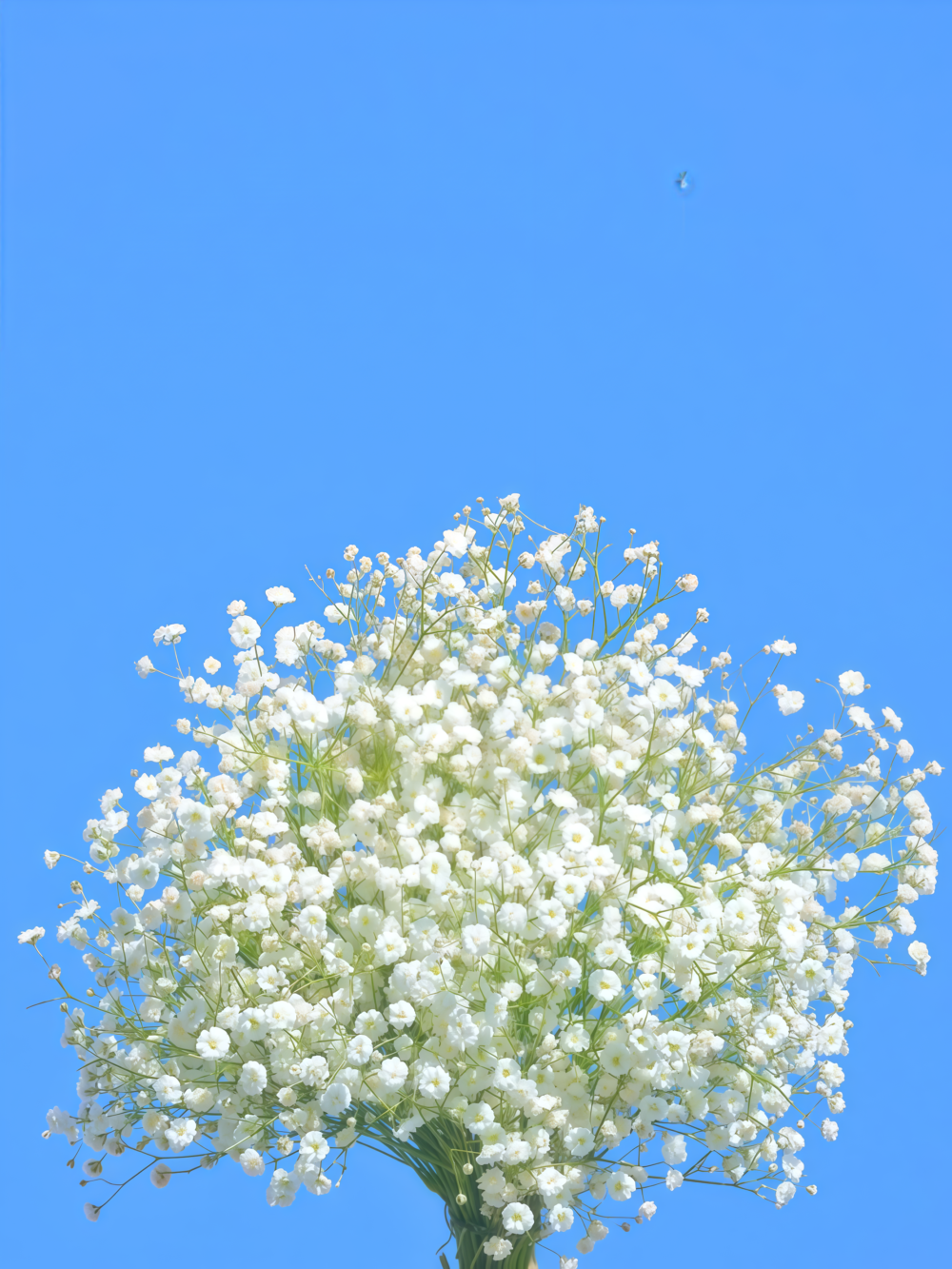 满天星1 Covent Garden Market Gypsophila Seed