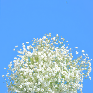 Covent Garden Market Gypsophila Seed
