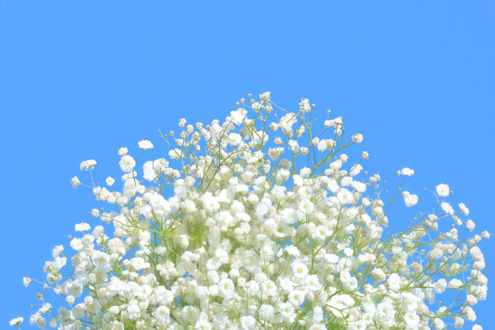 满天星1 Covent Garden Market Gypsophila Seed