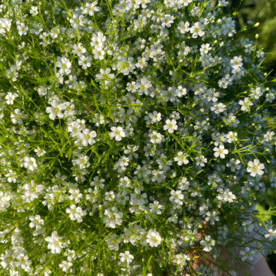 满天星2 Covent Garden Market Gypsophila Seed
