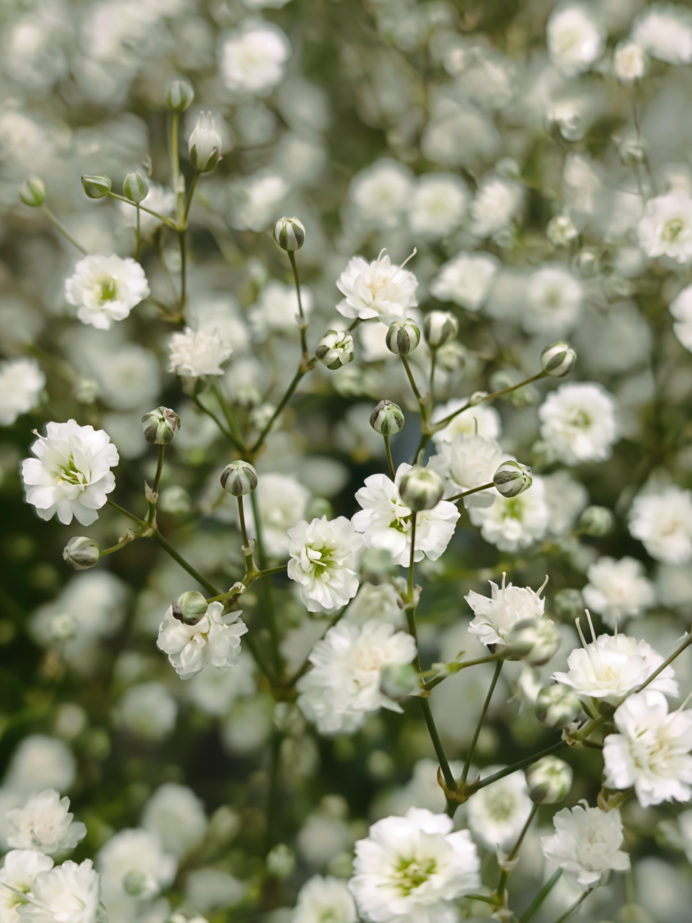 满天星3 Covent Garden Market Gypsophila Seed