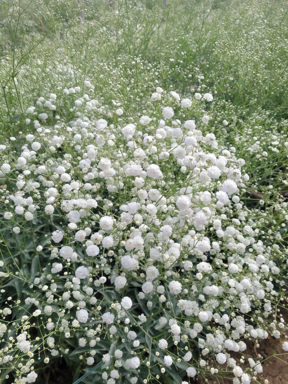 满天星4 Covent Garden Market Gypsophila Seed