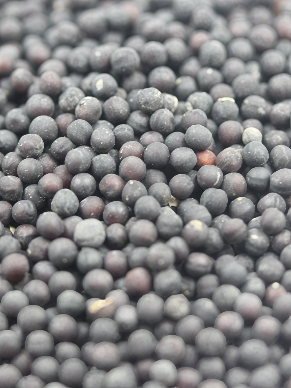 满天星5 Covent Garden Market Gypsophila Seed