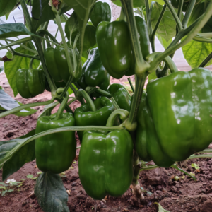 Nitro (F1) Bell Pepper Seed