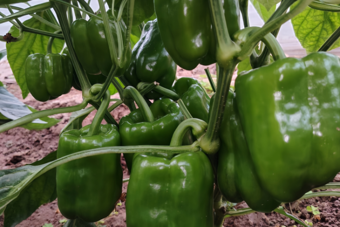 甜椒 Nitro (F1) Bell Pepper Seed