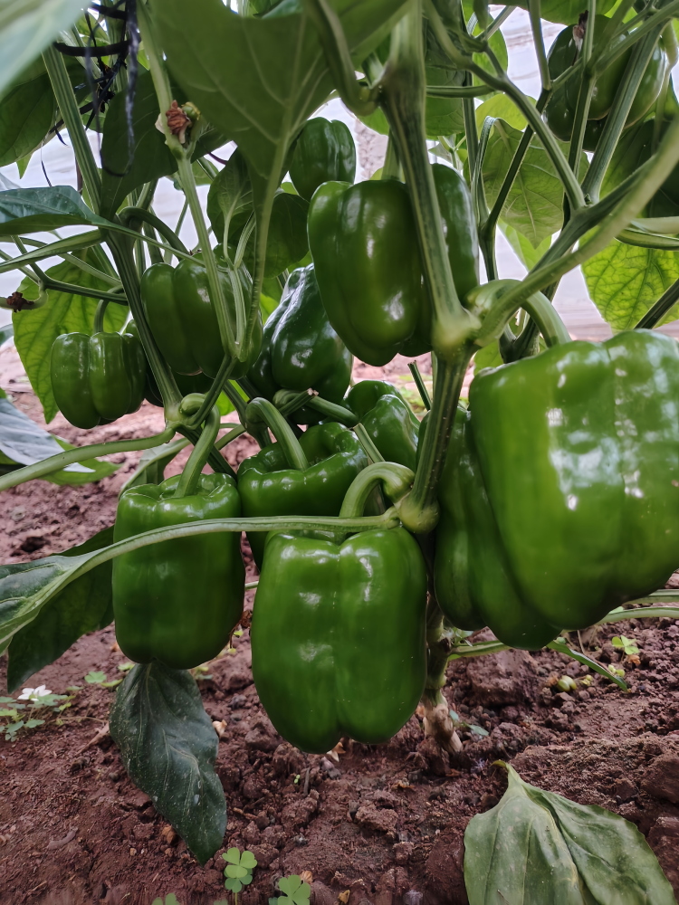 甜椒 Nitro (F1) Bell Pepper Seed