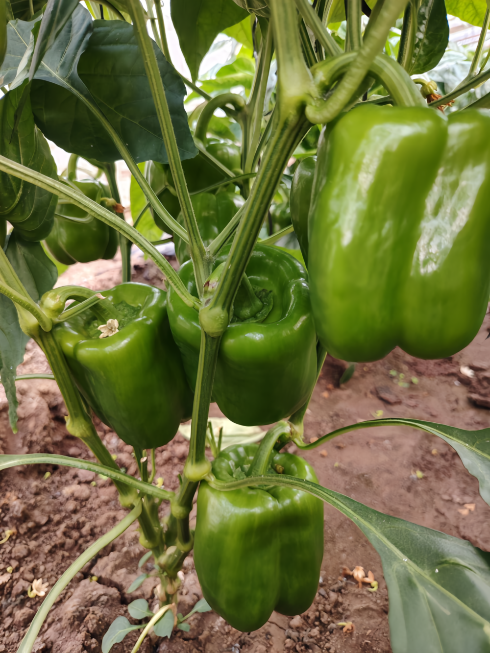 甜椒6 Nitro (F1) Bell Pepper Seed