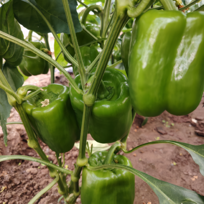 甜椒6 Nitro (F1) Bell Pepper Seed