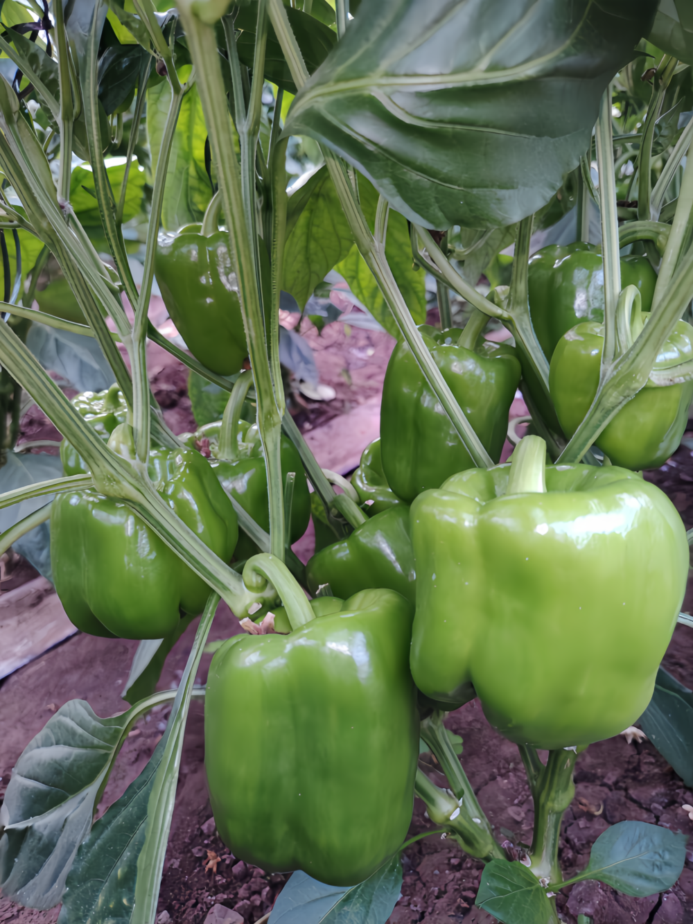 甜椒7 Nitro (F1) Bell Pepper Seed