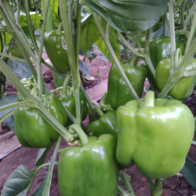 甜椒7 Nitro (F1) Bell Pepper Seed