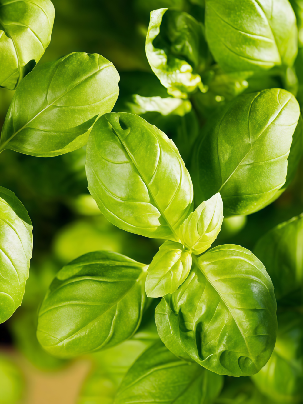 Aya Prospera® Active DMR Organic Basil Seed