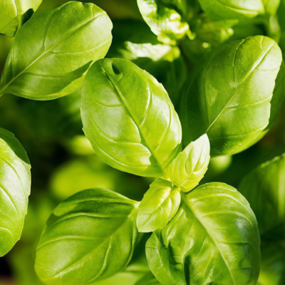 Aya Prospera® Active DMR Organic Basil Seed