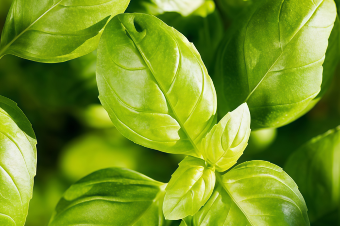 甜罗勒2 Aya Prospera® Active DMR Organic Basil Seed
