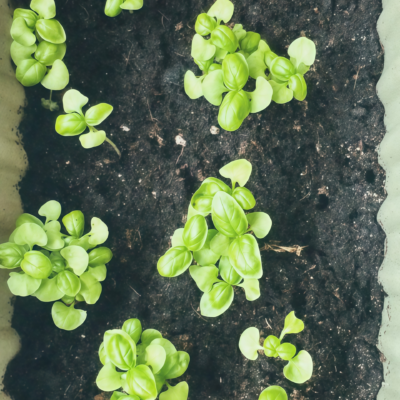 Aya Prospera® Active DMR Organic Basil Seed