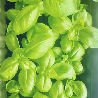 Aya Prospera® Active DMR Organic Basil Seed