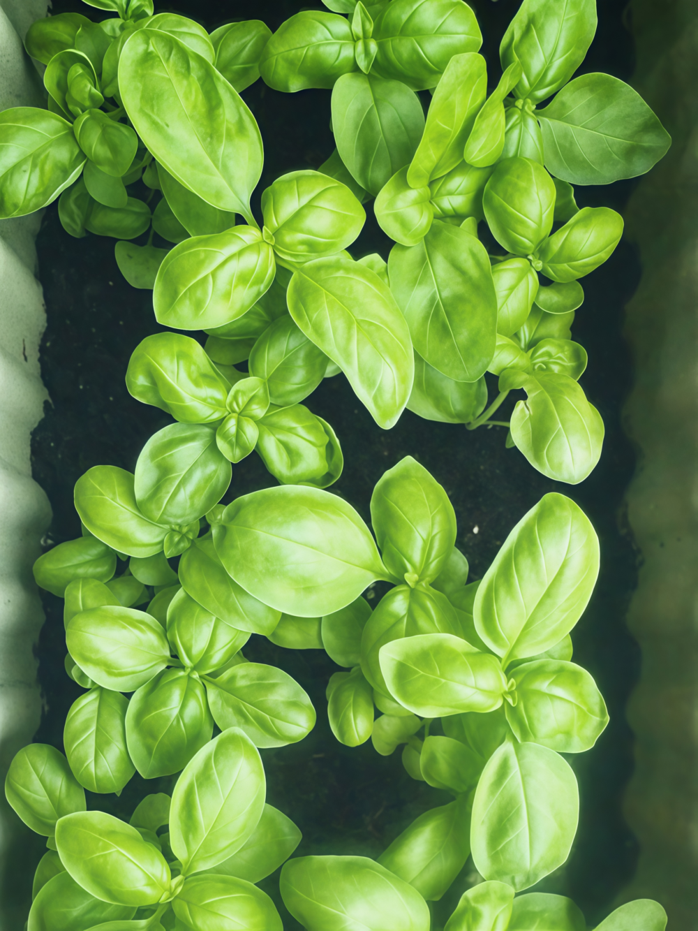 Aya Prospera® Active DMR Organic Basil Seed