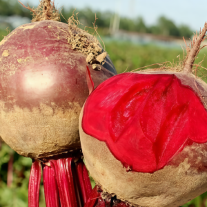Merlin Organic (F1) Beet Seed