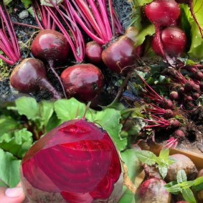Merlin Organic (F1) Beet Seed