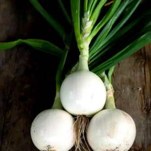 T-448 (F1) Onion Seed