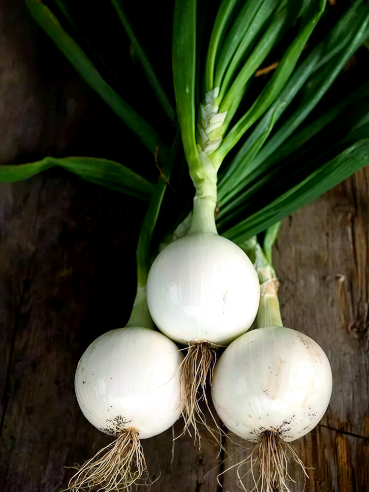 T-448 (F1) Onion Seed