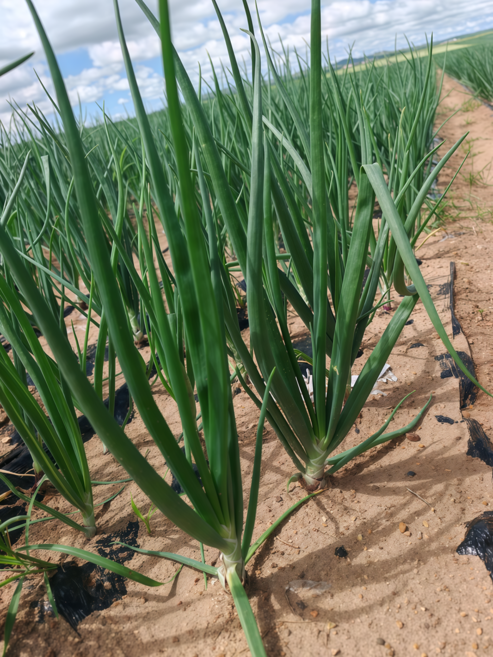 T-448 (F1) Onion Seed