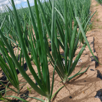 T-448 (F1) Onion Seed