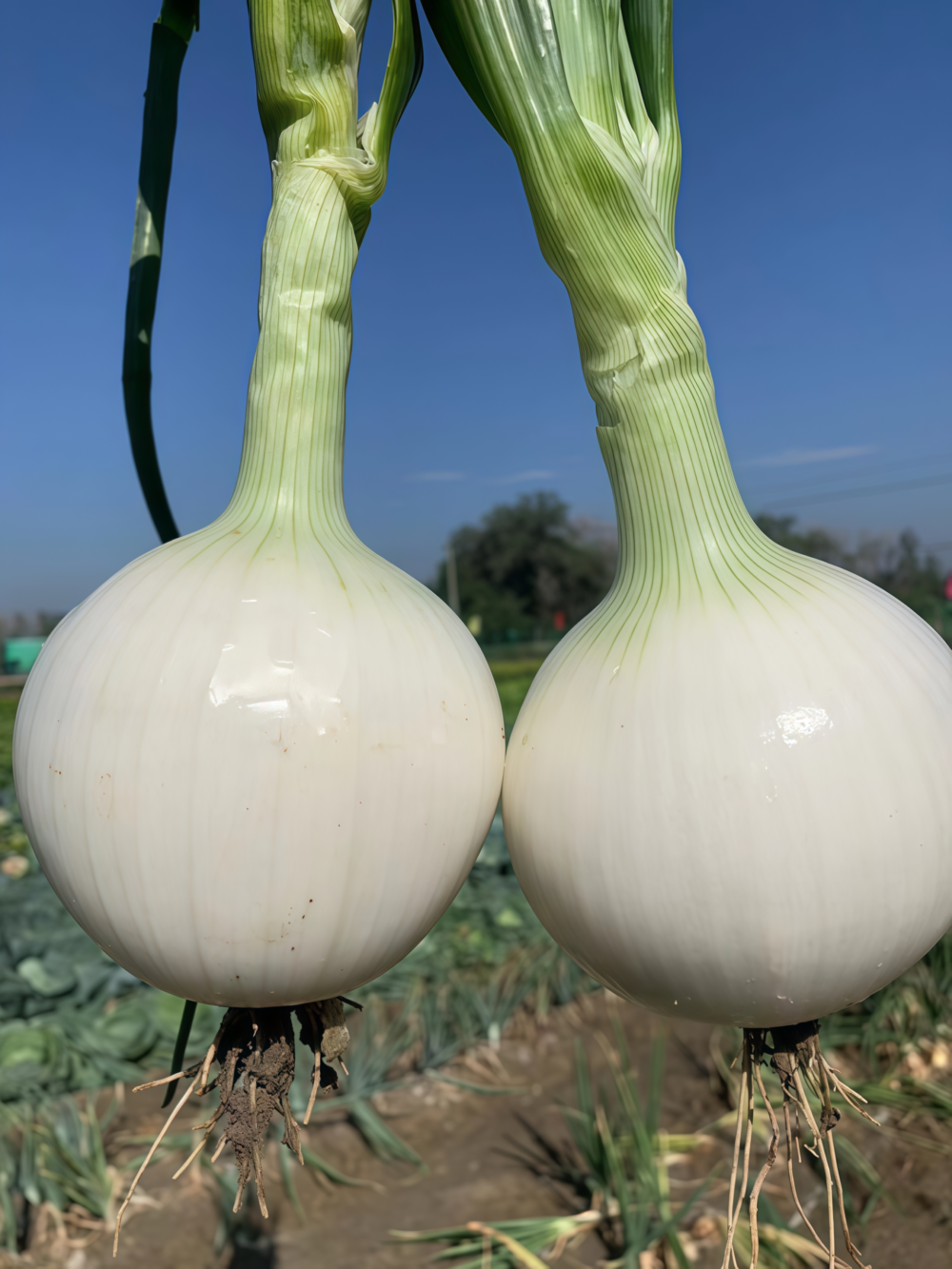 T-448 (F1) Onion Seed