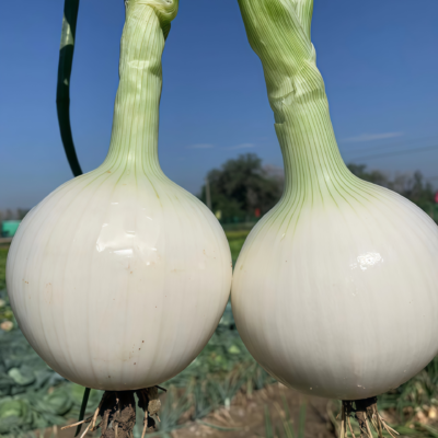 T-448 (F1) Onion Seed