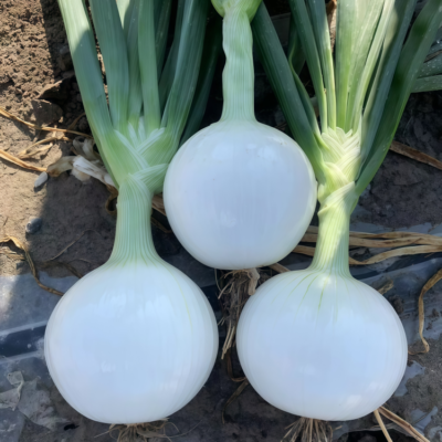 T-448 (F1) Onion Seed