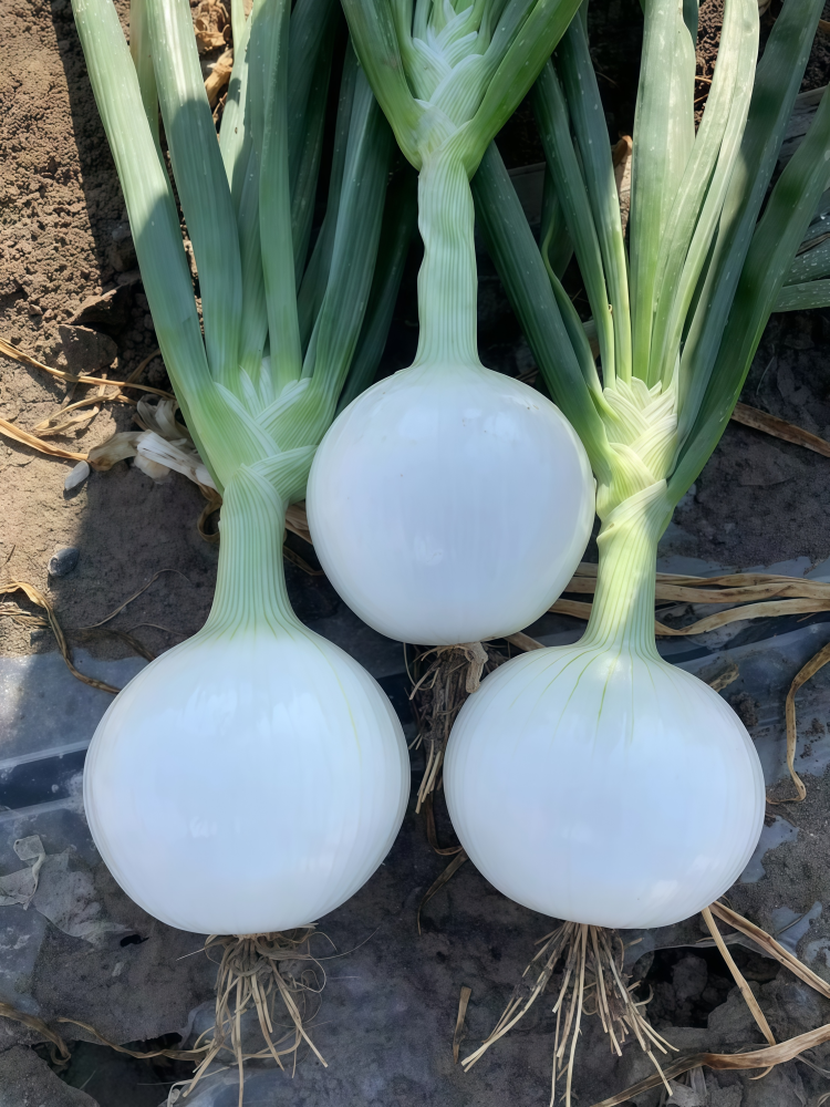 T-448 (F1) Onion Seed