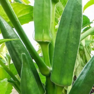 Clemson Spineless Organic Okra Seed