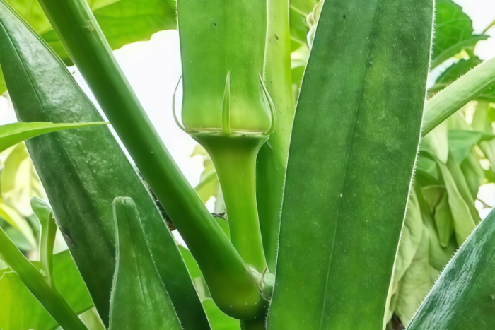 秋葵1 Clemson Spineless Organic Okra Seed