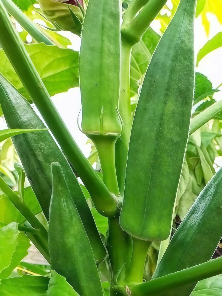 秋葵1 Clemson Spineless Organic Okra Seed