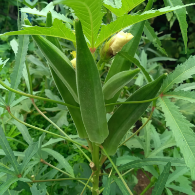 秋葵2 Clemson Spineless Organic Okra Seed