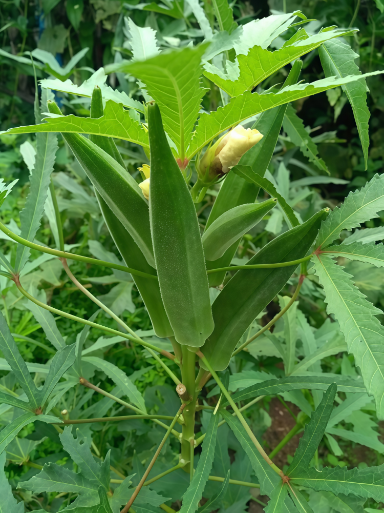 秋葵2 Clemson Spineless Organic Okra Seed