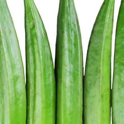 秋葵4 Clemson Spineless Organic Okra Seed