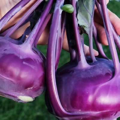 紫苤蓝3 Azur Star Organic Kohlrabi Seed