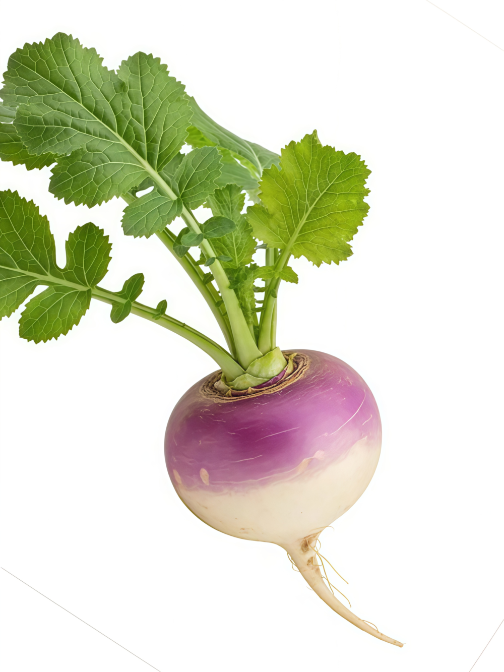 紫顶芜菁1 Purple Top White Globe Organic Turnip Seed