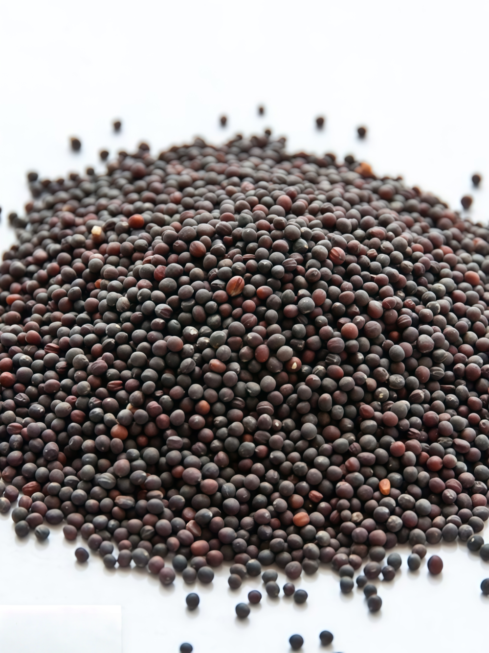 紫顶芜菁5 Purple Top White Globe Organic Turnip Seed