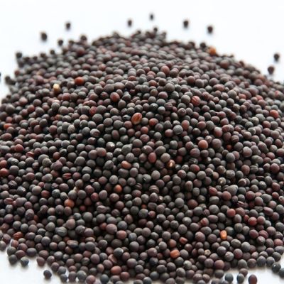 紫顶芜菁5 Purple Top White Globe Organic Turnip Seed