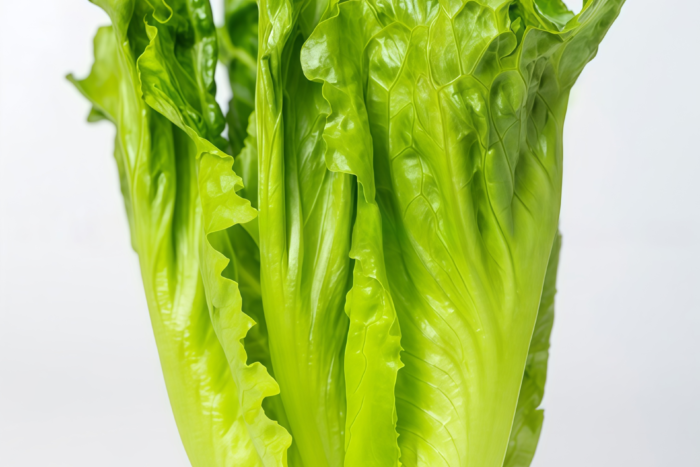 罗马生菜1 Bigelow Organic Pelleted Lettuce Seed