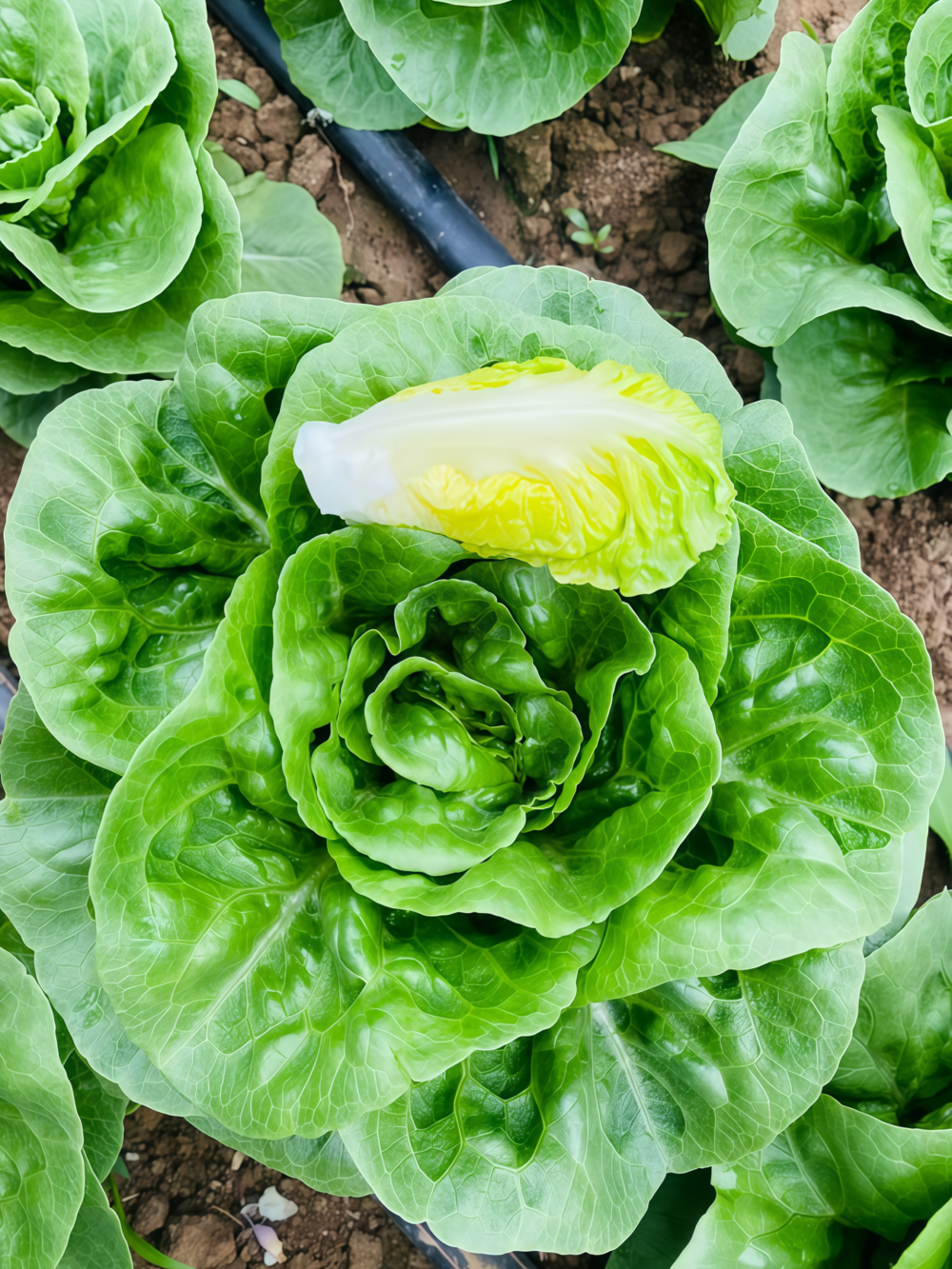罗马生菜2 Bigelow Organic Pelleted Lettuce Seed