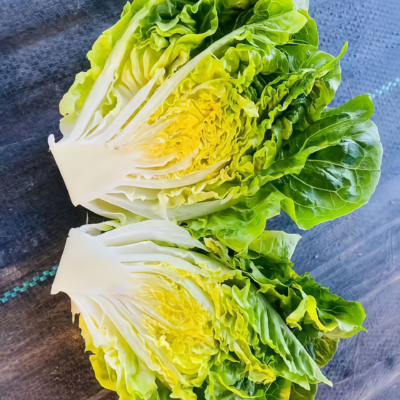 罗马生菜3 Bigelow Organic Pelleted Lettuce Seed