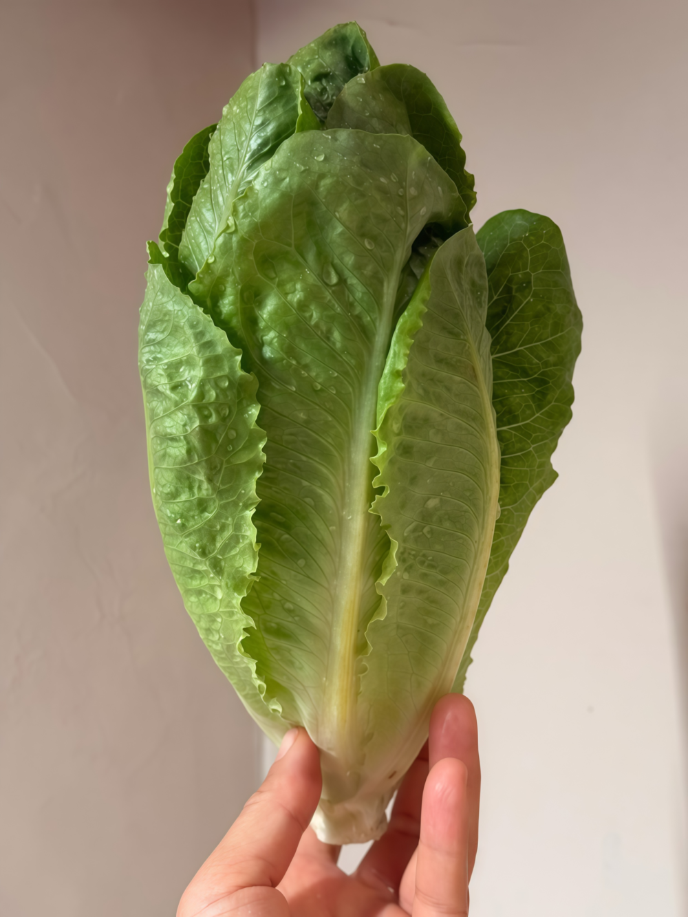 罗马生菜4 Bigelow Organic Pelleted Lettuce Seed