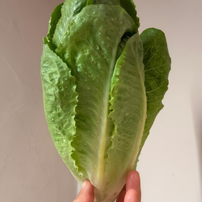 罗马生菜4 Bigelow Organic Pelleted Lettuce Seed