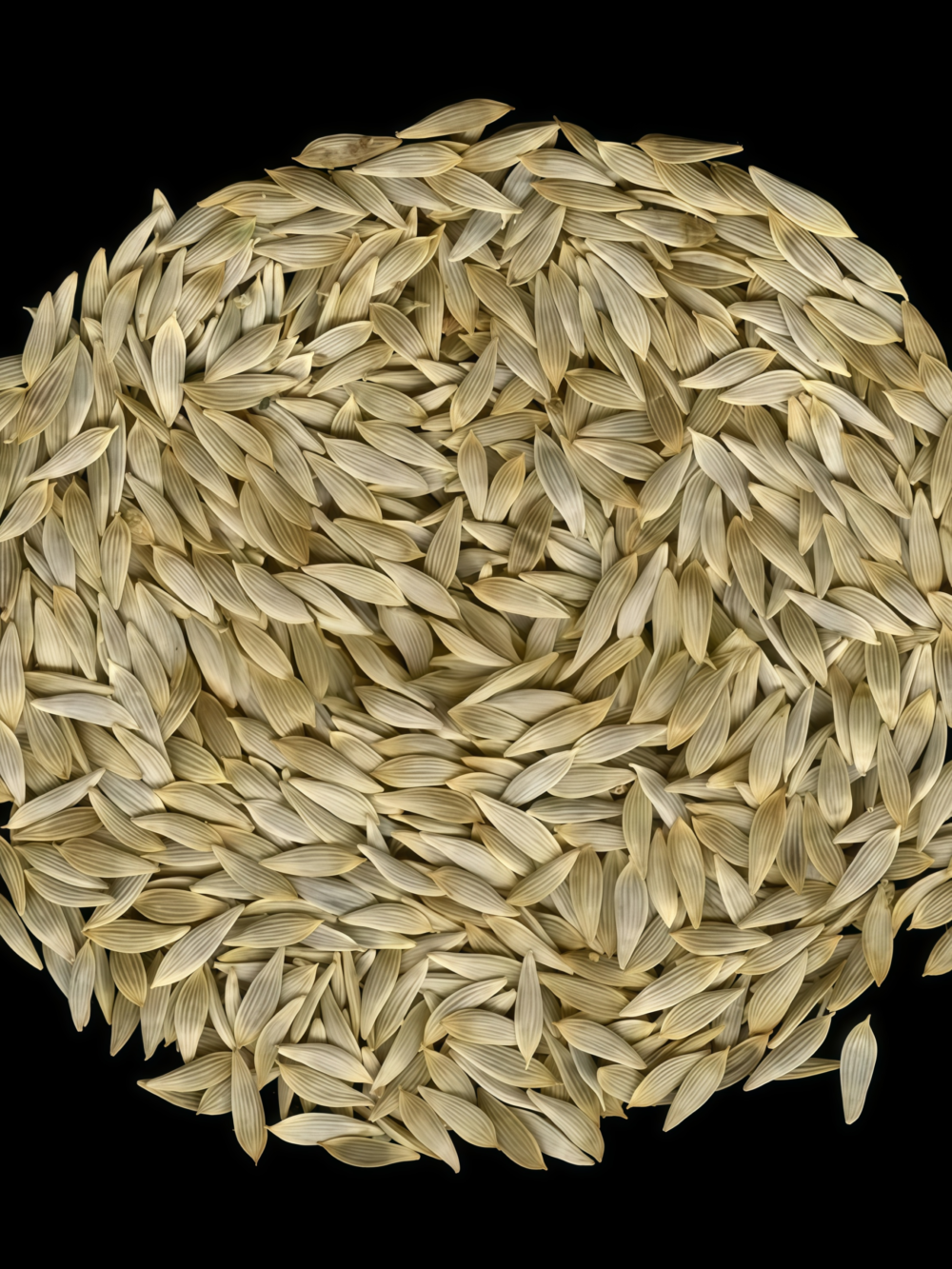 罗马生菜5 Bigelow Organic Pelleted Lettuce Seed