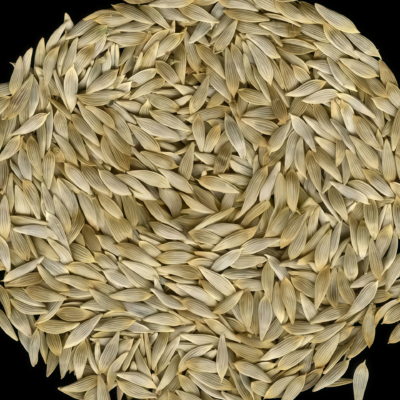 罗马生菜5 Bigelow Organic Pelleted Lettuce Seed