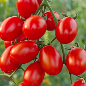 Amish Paste Organic Tomato Seed