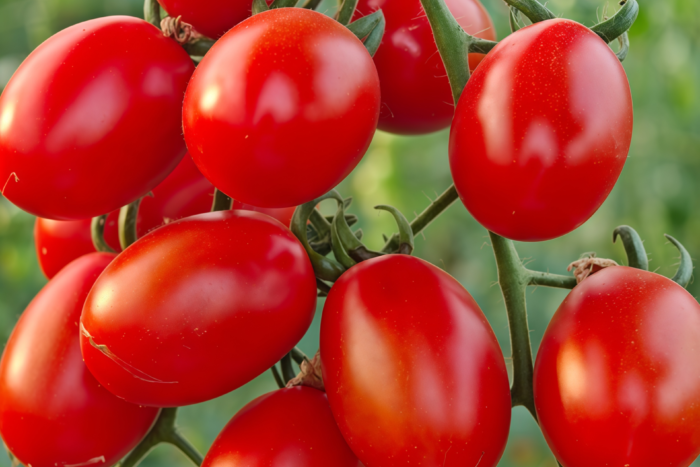 罗马番茄1 Amish Paste Organic Tomato Seed
