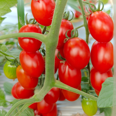 Amish Paste Organic Tomato Seed